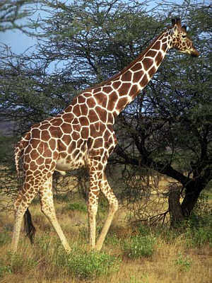 Giraffe